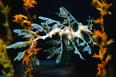 secragon|what does leafy seadragon eat.